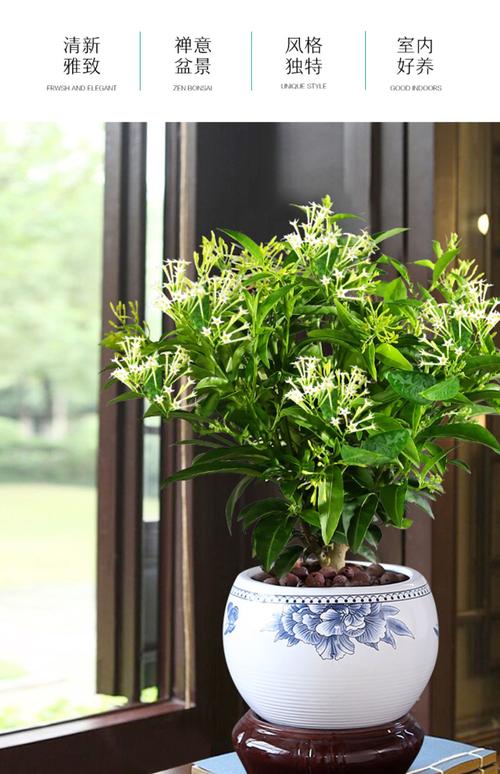 夜來(lái)香花樹(shù)苗九里香花卉盆栽植物室內(nèi)驅(qū)蚊花濃香四季開(kāi)花好養(yǎng)易活
