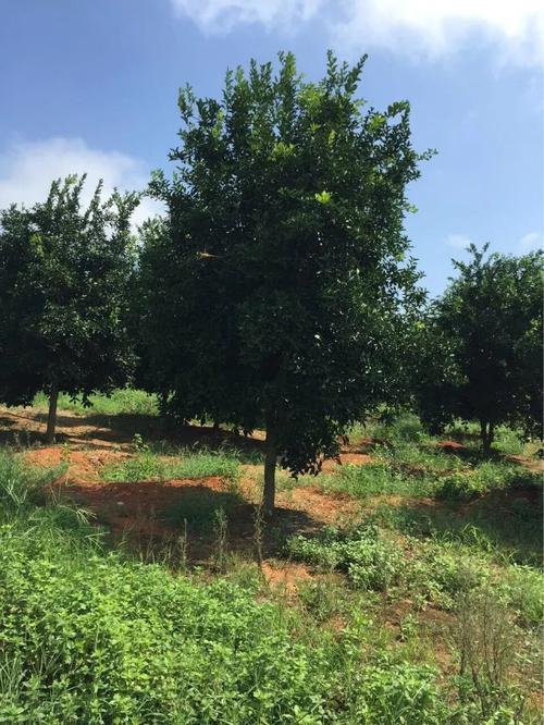 九江林木種子|江西九江苗木|江西苗木價(jià)格表|江西巨紫荊|江西苗木價(jià)格