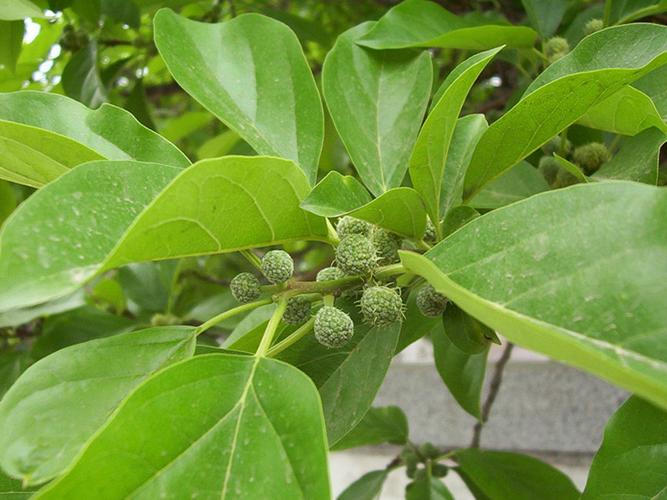 柘樹(shù)種子價(jià)格 柘樹(shù)種子批發(fā) 林木種子銷(xiāo)售圖片_5