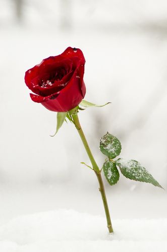 位圖 植物攝影 寫(xiě)實(shí)花卉 花朵 數(shù)碼照片 免費(fèi)素材