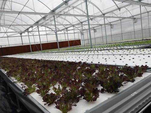 真智能!平湖農開區蔬菜工廠一人可培育百萬苗