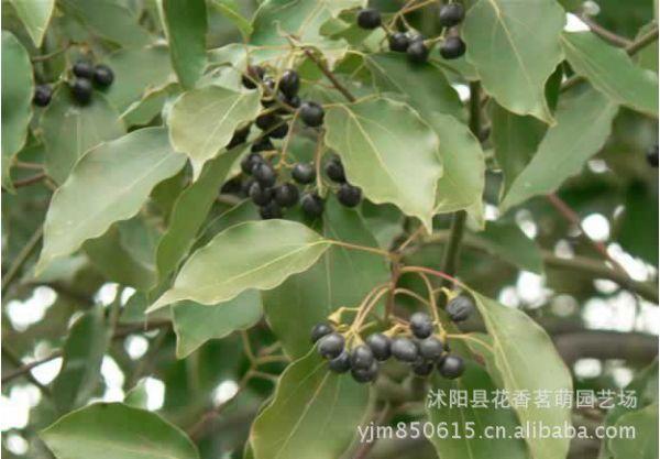 供應(yīng)新采林木大葉香樟種子烏樟樹(shù)桴樹(shù)耐凍可以廣泛種植