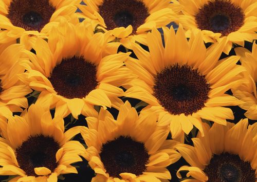 花朵背景圖片(12) - 植物花卉 - 設(shè)計(jì)帝國(guó)