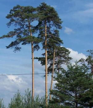 長(zhǎng)白山野生林木種子花卉