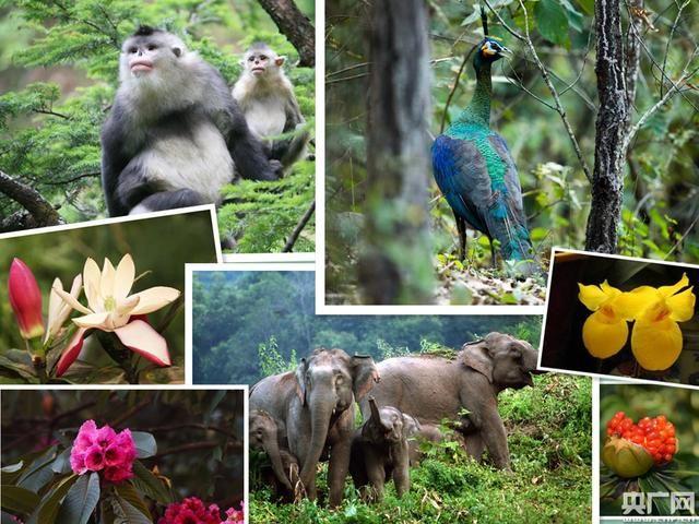 云南林草高質(zhì)量發(fā)展 國(guó)土綠化樹(shù)起綠色豐碑