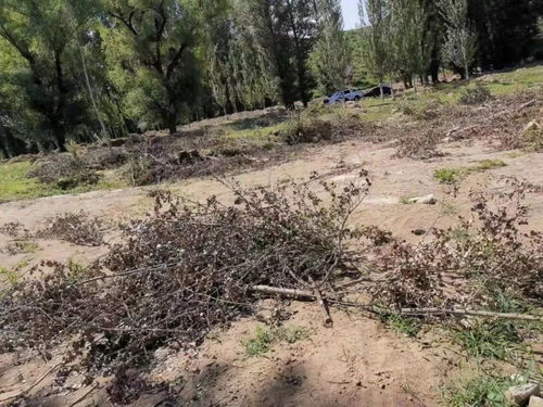 張家口男子砍伐樹木11株,出售他人,買賣方雙雙被拘