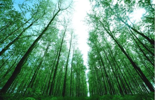 種 綠芙蓉國, 苗 繪瀟湘錦 湖南國家林木種質資源庫 六
