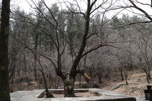 林木茂盛風光好 山西霍州七里峪