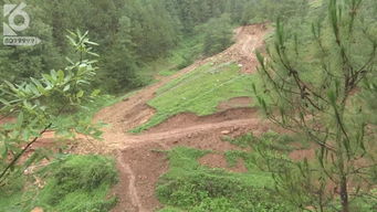 水源保護區(qū)林木竟被大量砍伐 誰干的