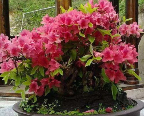 養(yǎng)開花類花卉,要施這種肥料才能多開花,用錯了只長葉子不開花