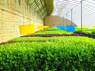 培育無病蟲蔬菜種苗(圖)