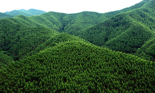 寧明縣 六個著眼 做大做強林木產(chǎn)業(yè)