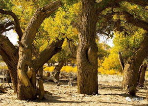 開展林木轉(zhuǎn)基因工程活動審批管理辦法 3月1日施行