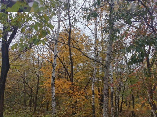 十一 國慶賞秋景 游人愜意游扎蘭