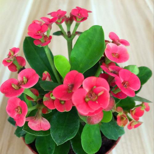 推薦虎刺梅花苗帶花四季開花盆栽花卉