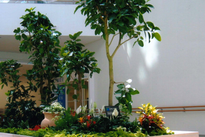 萊州林木產品信息_找信息上萊州百業網林木頻道