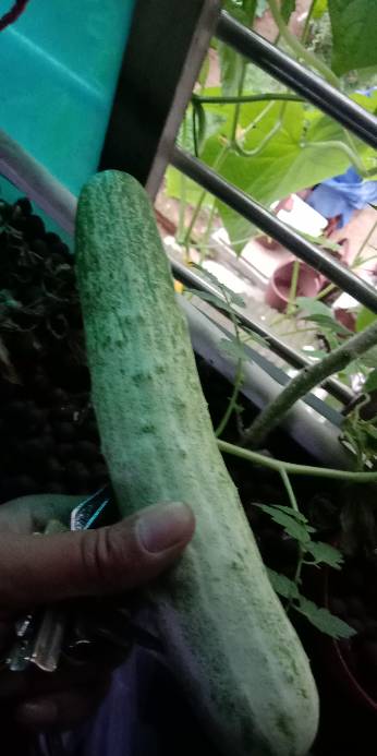 魚菜系統(tǒng)無土栽培班我愛菜園網(wǎng) 國內最大最專業(yè)的陽臺種菜學院 Powered by Discuz