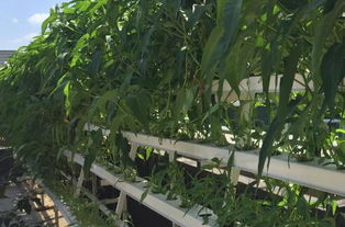 無土栽培蔬菜 土流網(wǎng)