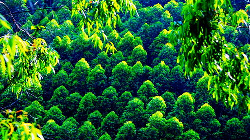 誰,把廣西推上木材產(chǎn)量第一的寶座