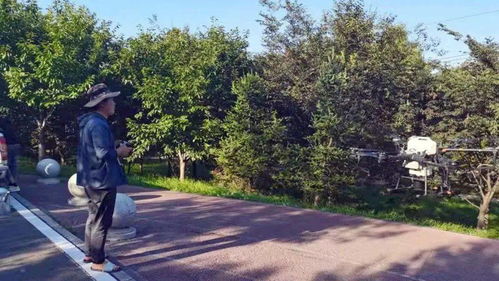 加大林木病蟲害防治 打造安全優(yōu)美城市環(huán)境