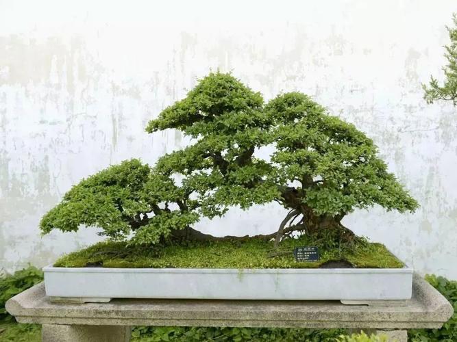 雀梅盆景圖片雀梅盆景養護與管理方法