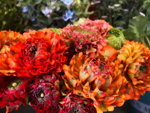 就在開遠 國際花卉新優(yōu)品種驚艷亮相