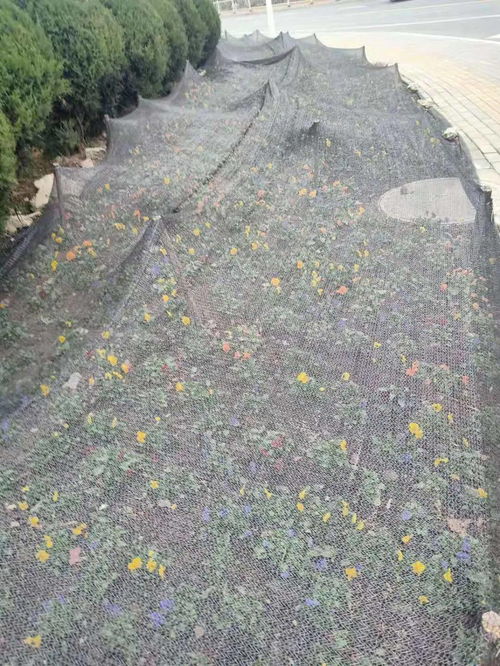 預防安全隱患,修剪樹枝保通行