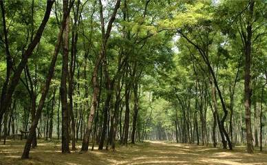 商丘:民權林場人沐浴改革春風 黃河故道旁筑起&ldquo;綠色長城&rdquo;