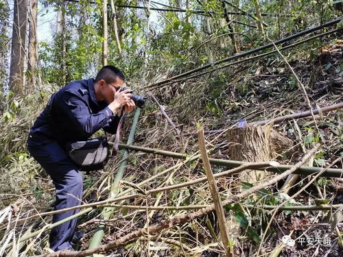 天峨 踏遍青山偵破 案中案