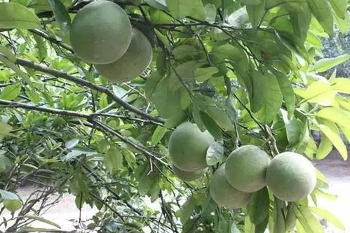 厲害 北流這些產(chǎn)品獲得2017年廣西名牌,快來打call