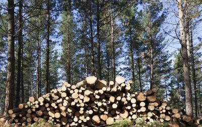 農(nóng)村經(jīng)濟林木:農(nóng)村地方大,種植這幾樣樹木很合適