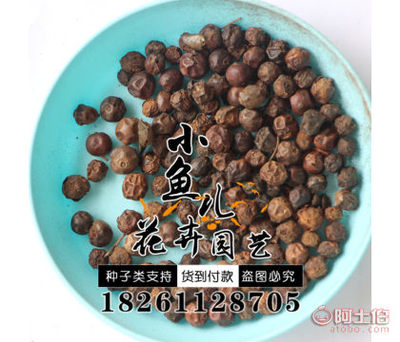 【枸骨種子價格廠家直銷綠化林木枸骨種子量大優惠歡迎選購】沭陽縣扎下鎮小魚兒花卉園藝場 - 產品庫