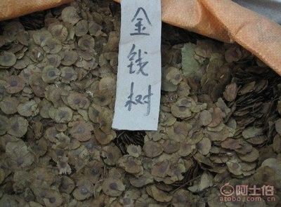 【廠家直銷各種林木種子紅豆杉國槐紅楓種子重陽木等等保質保量】沭陽縣新河鎮子杰花卉園藝場 - 產品庫