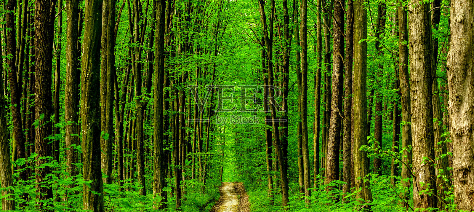 春天的林木。照片攝影