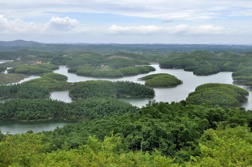 南寧這片竹林 錢 途遠大 可發展休閑旅游 林下經濟 林副產品加工