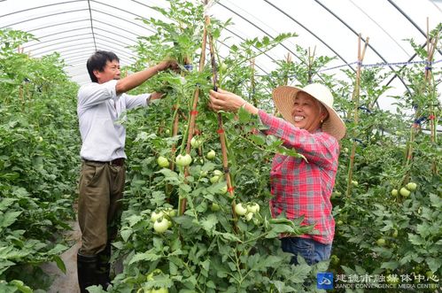 培育蔬菜 滿足市場(chǎng)