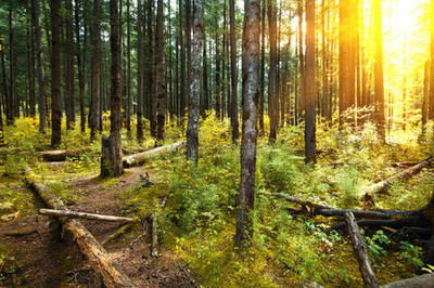 光影松林照片-正版商用圖片1l464k-攝圖新視界