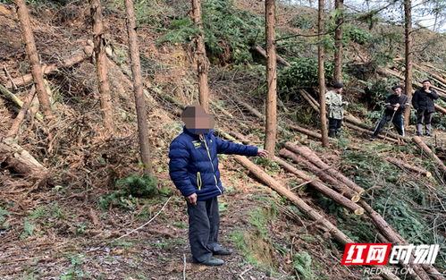 新邵 嚴懲盜伐林木 守護青山綠水