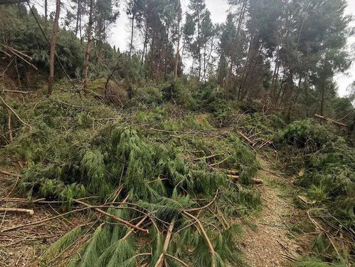 江油破獲一起重大濫伐林木案 2名嫌疑人落網