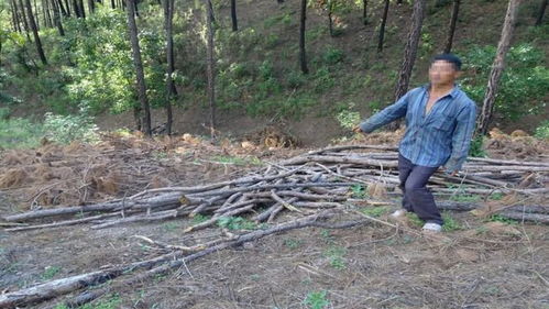 麗江警方破獲近年來特大濫伐林木系列案,涉案9人均被判處有期徒刑以上刑法...