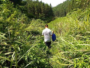 頂烈日 戰高溫,他們穿梭在山林里
