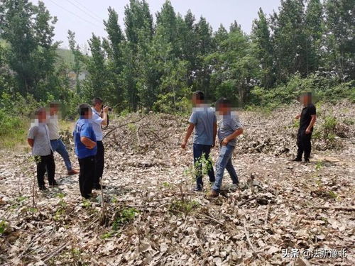 鶴壁市森林公安局成功打掉一個濫伐林木團伙