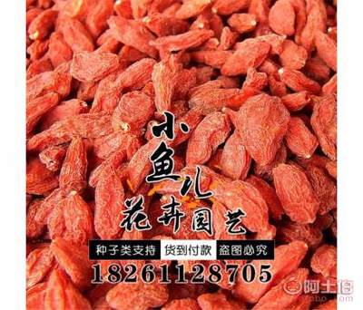 【廠家批發(fā)林木種子枸杞種子價格包發(fā)芽紅枸杞種子銷售】沭陽縣扎下鎮(zhèn)小魚兒花卉園藝場 - 產品庫