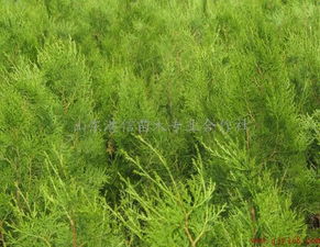 低價急售黑松小苗,黑松苗木,黑松容器苗供應商 山東港信苗木專業(yè)合作社