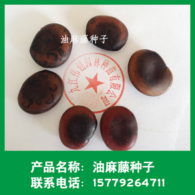 批發(fā)林木種子 油麻藤種子 常綠油麻藤 藤本植物