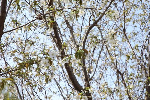 免費賞花 這里的牡丹花海即將盛開