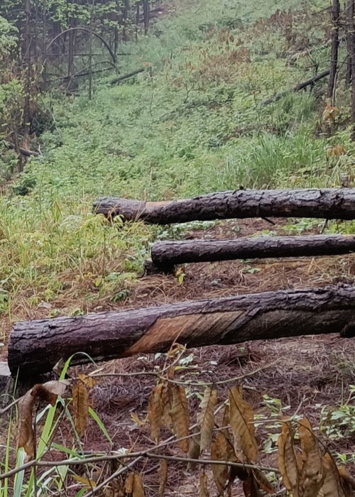 冷水灘區(qū)良木塘村村民經(jīng)濟(jì)林木被砍伐無補償