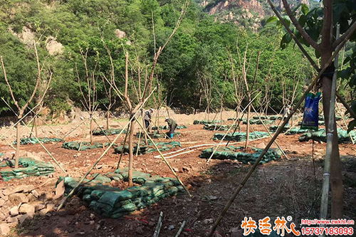 苗木恢復(fù)差怎么辦,樹木移栽生根劑用什么