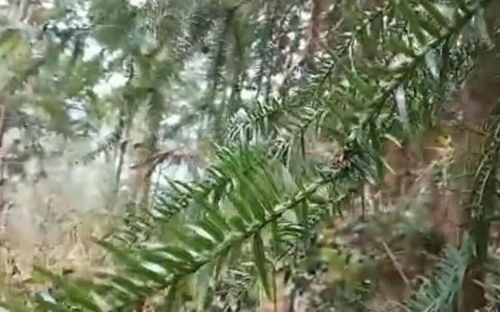 60歲母親盜伐林木被抓,丈夫去世要獨自供兒上學,求民警幫喂豬