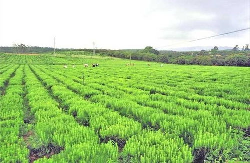 廣東省林木種苗發展 十四五 規劃 正式發布